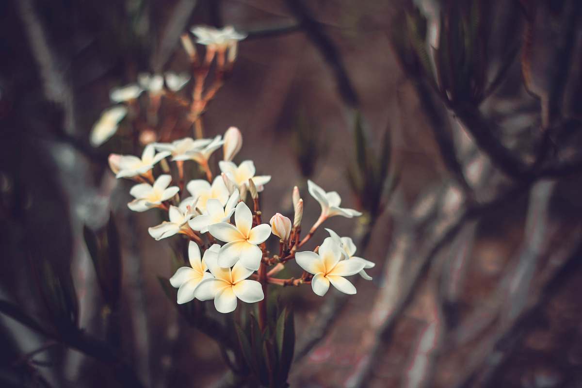 white flower shallow focus photography of white flowers floral